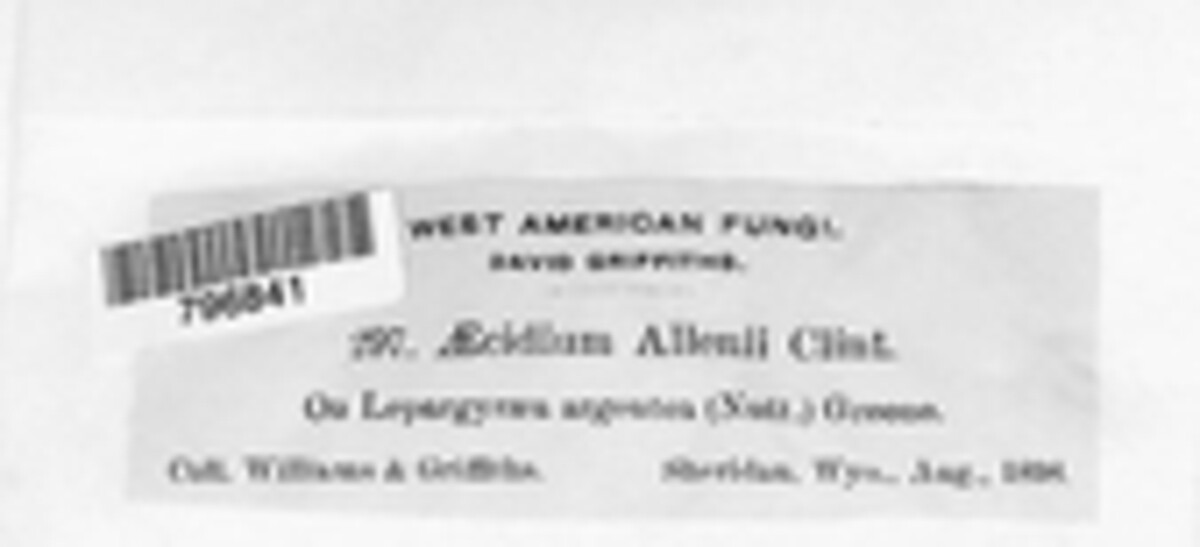 Dicaeoma allenii image